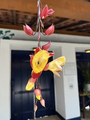 Thunbergia mysorensis