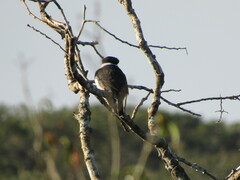 Notharchus hyperrhynchus