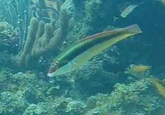 Halichoeres maculipinna