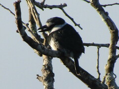 Notharchus hyperrhynchus
