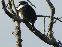 Notharchus hyperrhynchus