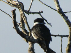 Notharchus hyperrhynchus