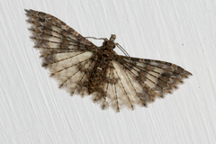 Alucita phricodes