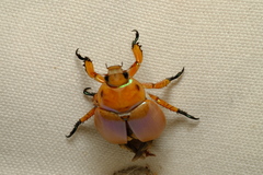 Anoplognathus viriditarsis