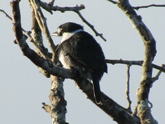 Notharchus hyperrhynchus