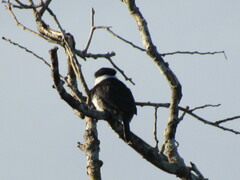 Notharchus hyperrhynchus