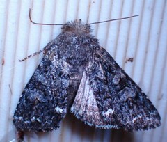 Melanchra pulverulenta