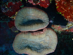 Lobophyllia
