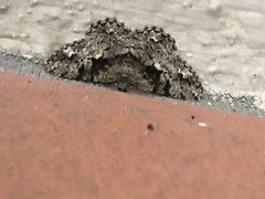 Hypomecis externaria