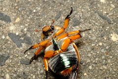 Anoplognathus viriditarsis