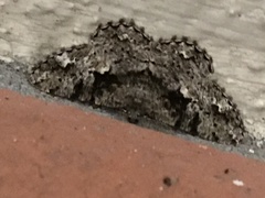 Hypomecis externaria