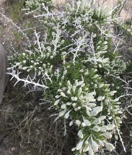 shortspine horsebrush (Tetradymia spinosa)