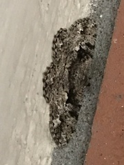 Hypomecis externaria