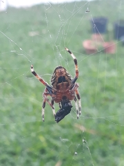 Eriophora nephiloides