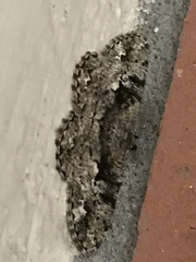 Hypomecis externaria