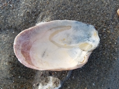 Platyodon cancellatus