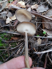 Helvella macropus
