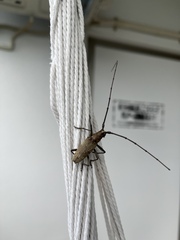 Cerambycoidea