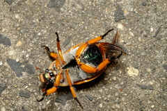 Anoplognathus viriditarsis