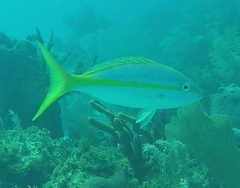 Ocyurus chrysurus