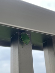 Glaucias subpunctatus