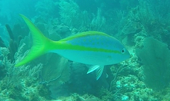 Ocyurus chrysurus