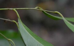 Cryptocarya clarksoniana