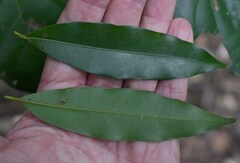 Cryptocarya clarksoniana