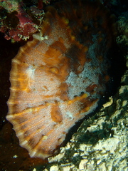 Lobophylliidae