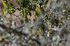 Polioptila