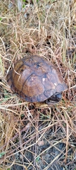 Terrapene carolina major