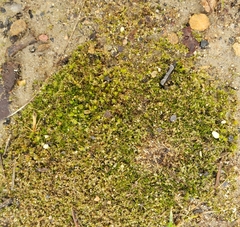 Physcomitrium pyriforme