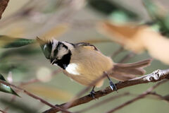 Baeolophus wollweberi