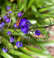 Gminatus