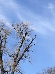 Haliaeetus leucocephalus washingtoniensis