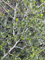 Cercocarpus minutiflorus