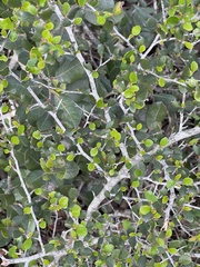 Cercocarpus minutiflorus