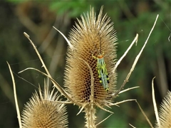 Zoniopoda tarsata