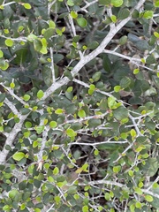 Cercocarpus minutiflorus