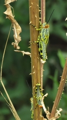 Zoniopoda tarsata