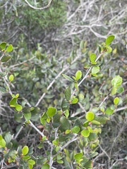 Cercocarpus minutiflorus
