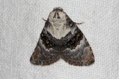 Acatapaustus leucospila