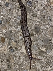 Limax maximus