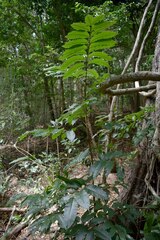 Dysoxylum oppositifolium