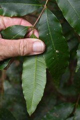 Dysoxylum oppositifolium