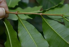 Dysoxylum oppositifolium