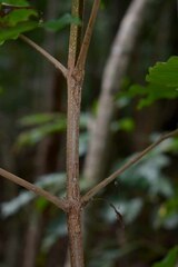 Dysoxylum oppositifolium