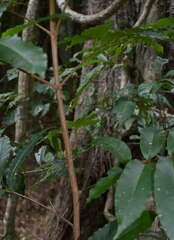 Dysoxylum oppositifolium