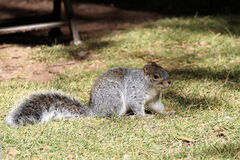 Sciurus arizonensis