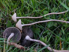 Panaeolus acuminatus